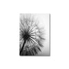 Black and White Dandelion Wall Art – Posters & Art Prints