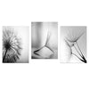 Black and White Dandelion Wall Art – Posters & Art Prints